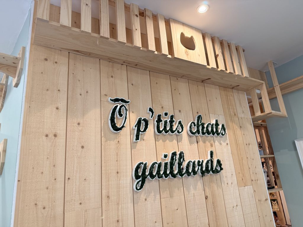 bars à chats